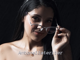 Antonellaterrier