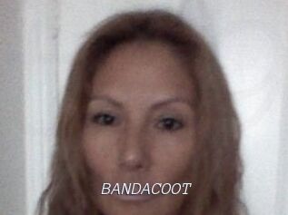 BANDACOOT
