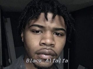 Black_Alfalfa