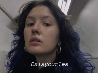 Daisycurles