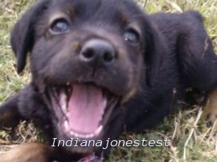 Indianajonestest