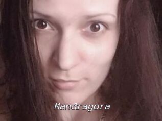 Mandragora