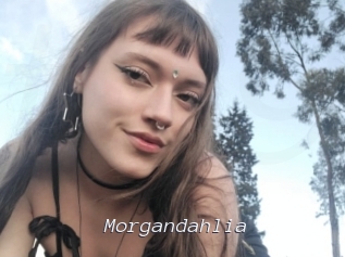 Morgandahlia