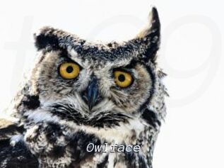 Owlface