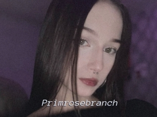 Primrosebranch