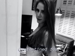 Quarantined_fox